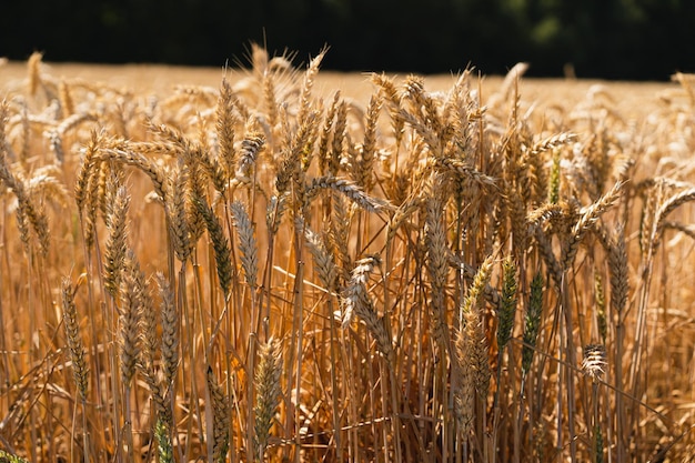 Golden ripe ears of wheat Wheat field Ears of golden wheat close up The concept of planting and harvesting a rich harvest Rural landscape