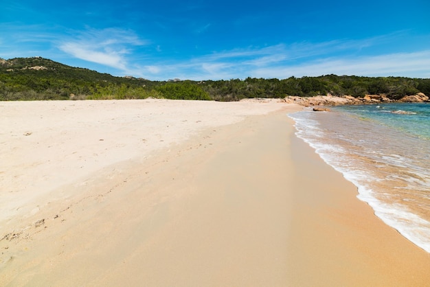 Golden shore in Liscia Ruja beach Sardinia