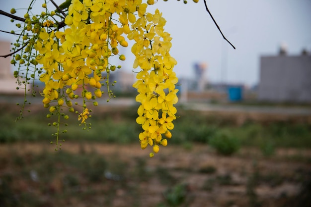 Golden shower Amaltass flowers