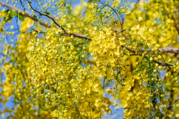 Golden shower flower blooming in spring time