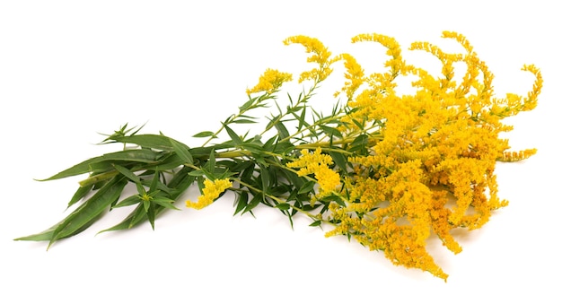 Golden Solidago virgaurea flowers isolated on white background. Ragweed bushes or Ambrosia artemisiifolia. Medicinal herbal plant.