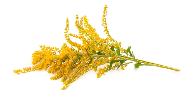 Golden Solidago virgaurea flowers isolated on white background. Ragweed bushes or Ambrosia artemisiifolia. Medicinal herbal plant.