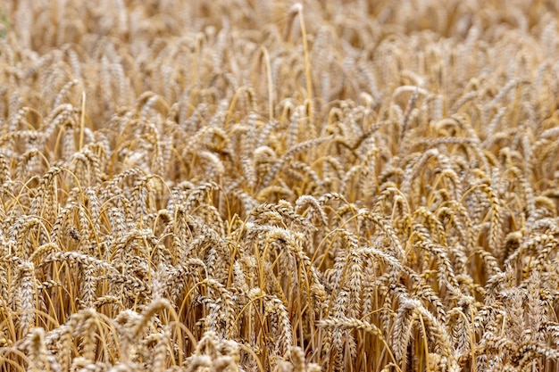 Golden spikelets of wheat in the field close up Ripe large golden ears of wheat against the yellow background of the field Closeup nature The idea of a rich summer harvest farming