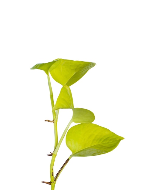 Golden spotted betel tree isolated on white background