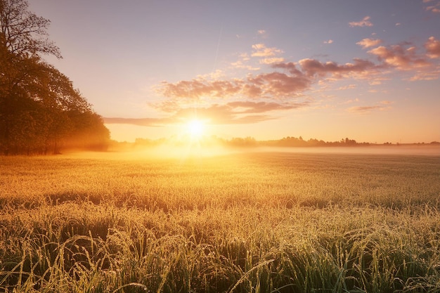 Golden Sunrise Over a Dewy Field