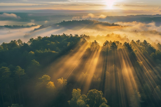 Golden Sunrise Over Misty Forest with Radiant Light Rays