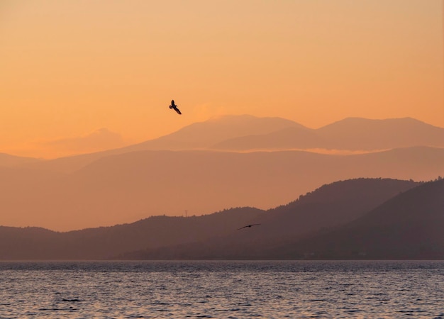 Golden sunset and floating seagull on the calm Aegean Sea on island of Evia, Greece