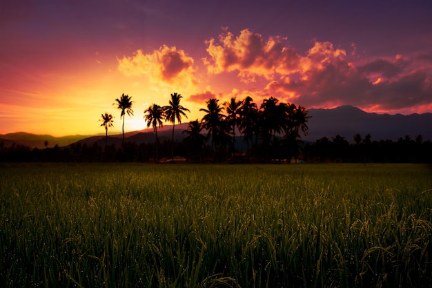 Golden sunset landscape in rice field