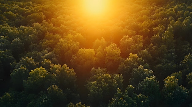 Golden Sunset Over a Lush Forest Canopy