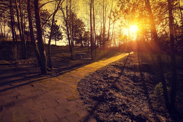 Golden sunset in the park in autumn