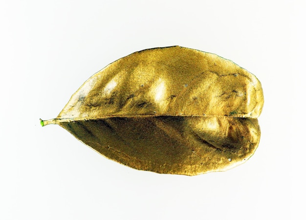 Golden tree leaf isolated on white closeup. Leaf covered with gold