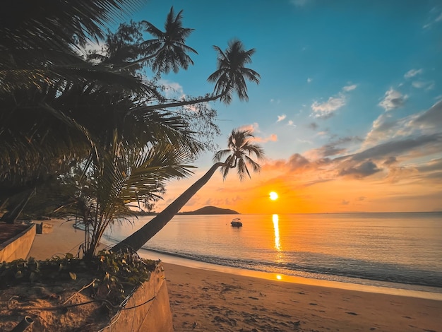 Golden tropical island sunset landscape palm tree