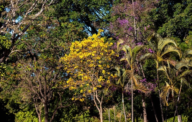 Photo golden trumpet tree aka yellow ipe tabebuia alba tree handroanthus albus brazilian ipe