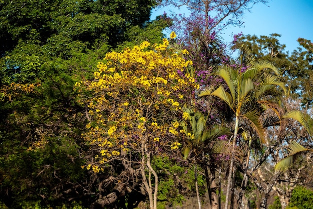 Photo golden trumpet tree aka yellow ipe tabebuia alba tree handroanthus albus brazilian ipe