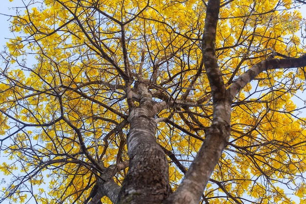 Golden trumpet tree or Yellow ipe tree Handroanthus chrysotrichus