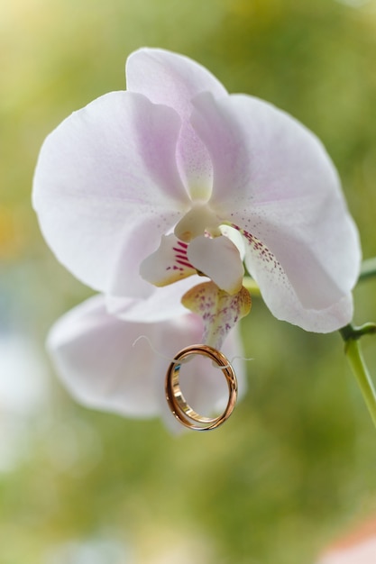 Golden wedding rings hanging on white orchid