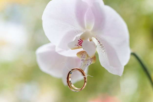 Golden wedding rings hanging on white orchid