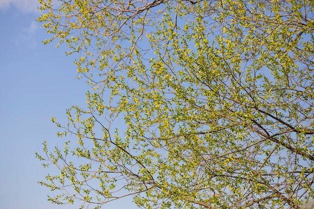 Golden Weeping Willow flower Latin name Salix alba subsp vitellina Pendula