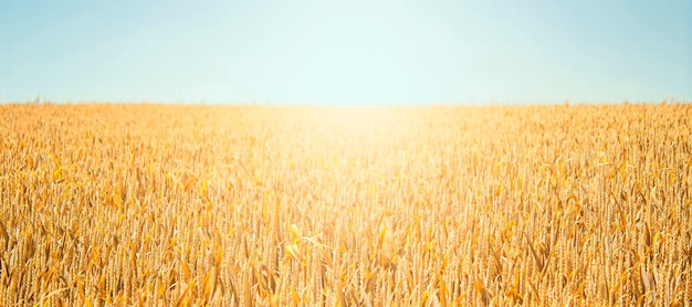 Golden wheat against the blue sky on a sunny day