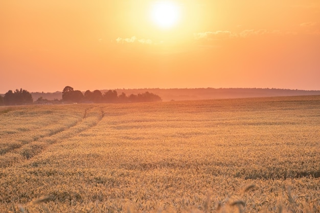 Golden wheat field on the background of hot summer sun and sunset sky with clouds Road leading to the horizon