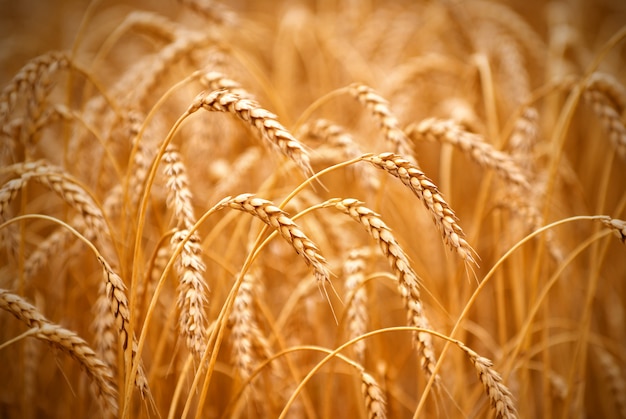 Photo golden wheat field closeup