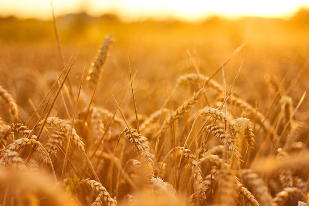 Golden Wheat Field Glowing Under Warm Sunlight During Sunset Ukrainian fields