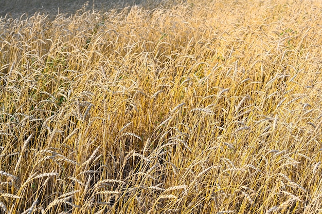 Golden wheat field in the hot summer sunny day. Field of ripening rye in a summer day. Rye ears.