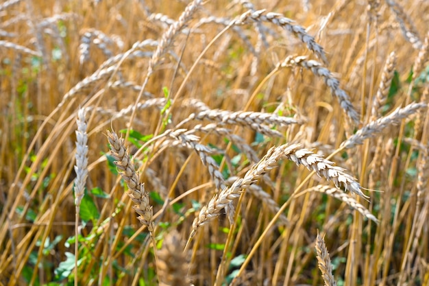 Golden wheat field in the hot summer sunny day. Field of ripening rye in a summer day. Rye ears.