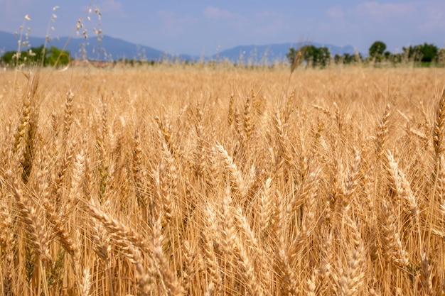 Golden wheat field ready to harvest (Blur, selective focus) North of Italy