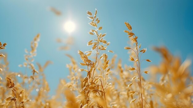 Photo golden wheat field sunny day clear blue sky nature agriculture