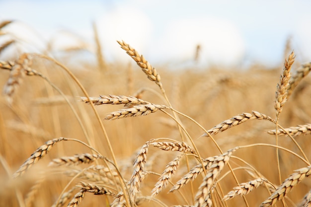 Golden wheat field and sunny day