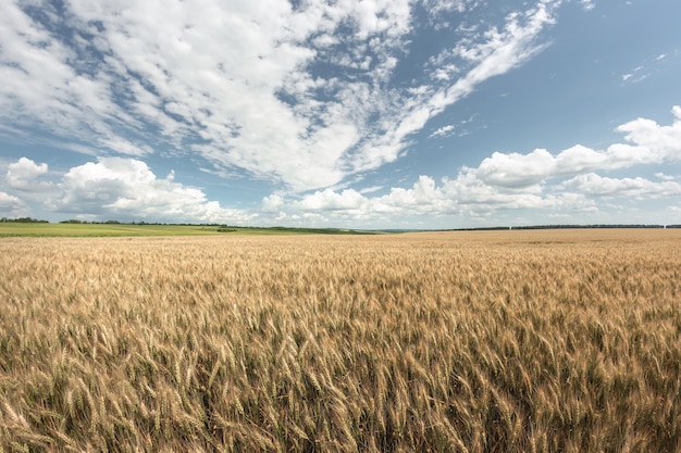 Golden wheat field and sunny day