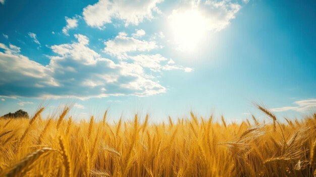 Golden Wheat Field Under a Sunny Sky