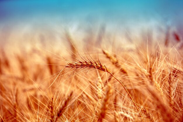 Golden wheat field at sunset Beautiful nature