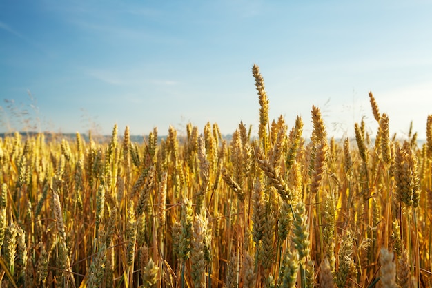 Golden wheat field with blue sky