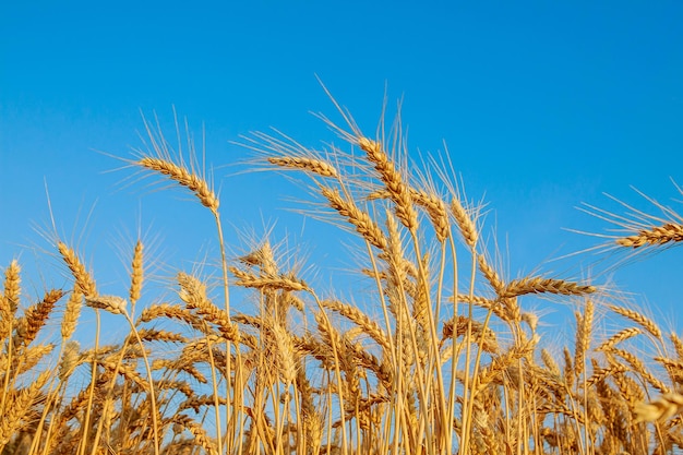 Golden wheat field with cloudy sky in background