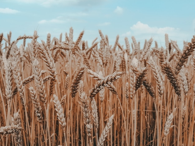 golden wheat field