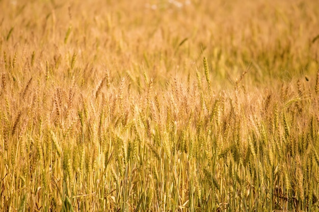 Golden wheat field