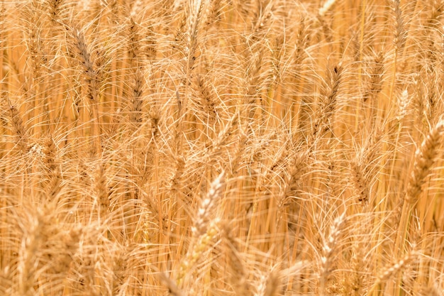 Golden wheat field