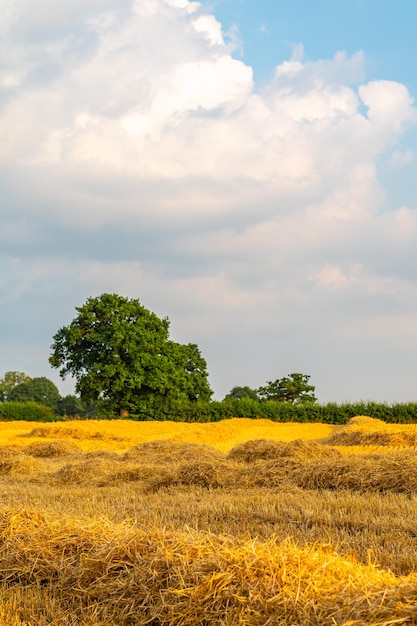 Golden wheat fields