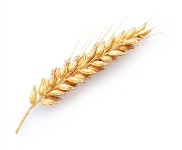 a golden wheat head is shown on a white background