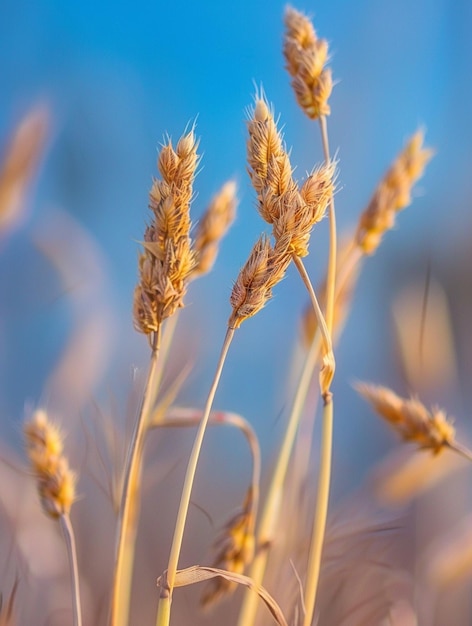 Golden Wheat Stalks Against Blue Sky Agricultural Harvest Concept