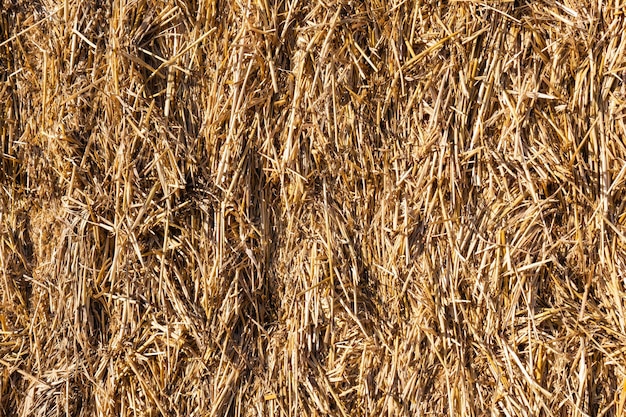 Golden wheat straw bale textured background