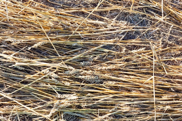 Golden wheat straw bale textured background