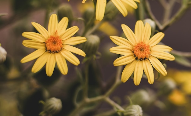 Golden yellow flower Euryops pectinatus in the garden with sunlight