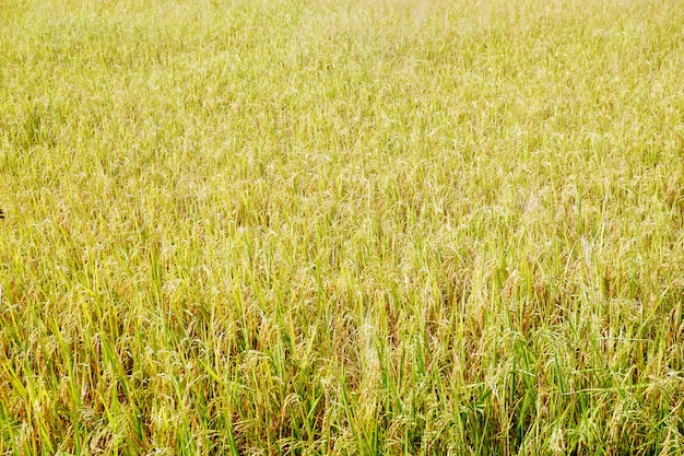 Golden yellow rice field                                