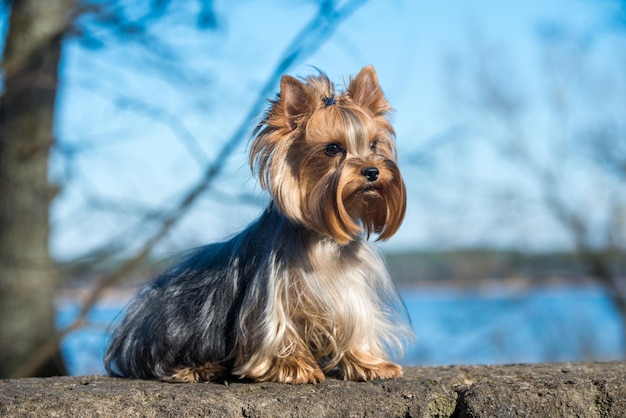 Photo golden yorkshire terrier is the smallest dog breed sitting on nature springtime beautiful yorkie