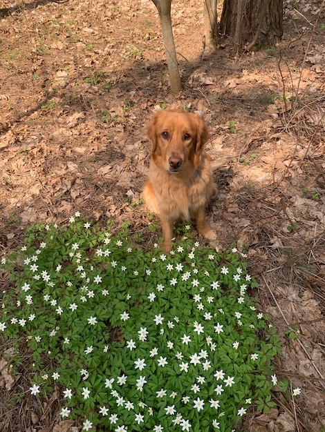 A goldencolored dog sits among the lovely spring first white flowers