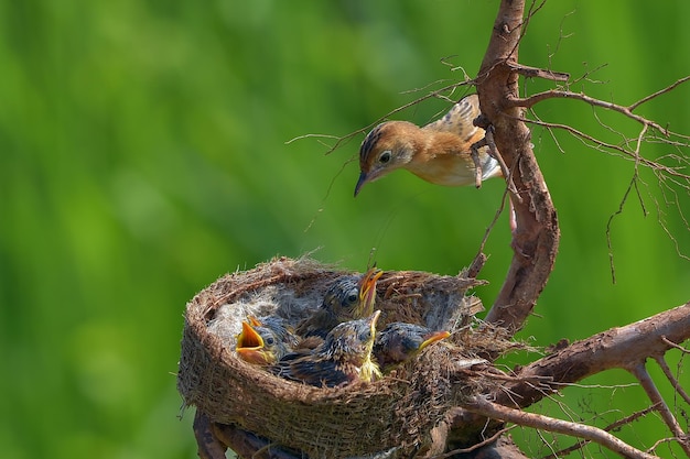 The goldenheaded cisticola bird brings food for their chick