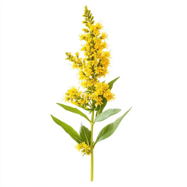 Photo goldenrod flower isolated on solid white background